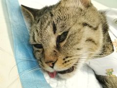 -纳吉亚猫专科动物医院博雅分院