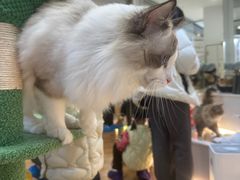 -COLOR PETS 撸猫馆·购猫·猫咖(长风大悦城店)