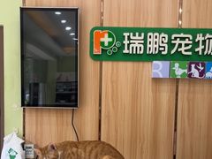 -瑞鹏宠物医院·夜间急症·心超·猫科(祖庙分店)