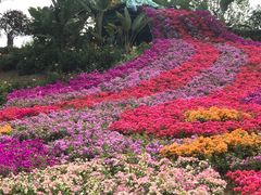 -东莞植物园