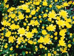 -上海市龙华烈士陵园