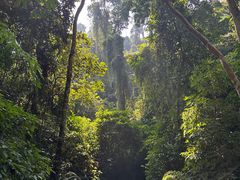 -西双版纳原始森林公园