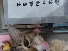 -瑞派蒂凯宠物医院·免疫点·宠保定点