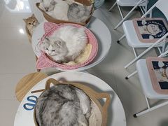 -名猫咖啡馆·撸猫·拼豆