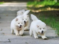 -瑞鹏宠物医院犬猫全科(真大分院)