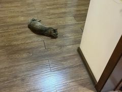 -天宠宠物医院24小时·急重症诊疗中心·全科·腔镜特色(和平分院)