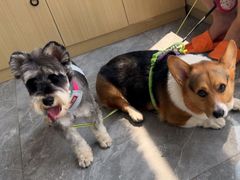 -芭比堂动物医院·CT·微创中心(新顺分院)