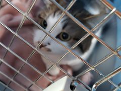 -爱妮康宠物医院·干细胞免疫细胞·肿瘤·心脏(张江店)