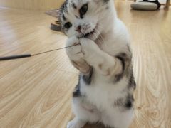 -猫和宫(六道口店)