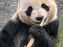 -都江堰中华大熊猫苑