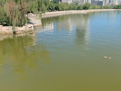 -迎泽公园