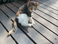 -静安公园(静安寺街道)