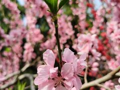 -大兴滨河森林公园