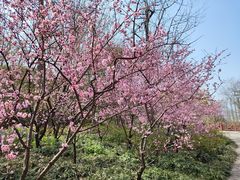 -上海滨江森林公园