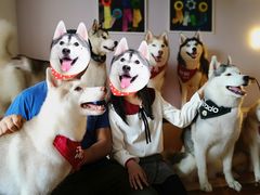 -Husky Go! 哈士奇体验馆·宠物咖啡厅狗咖