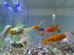 -循礼门鲜花花市(武汉循礼门店)