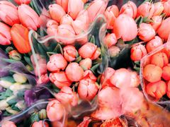 -循礼门鲜花花市(武汉循礼门店)