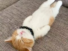 -129老爸茶丨清补凉