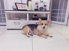 -达爱动物医院·犬猫分区·CT·复杂眼科(远洋山水分院)