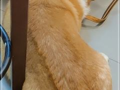 -Again Coffee Roaster(香蜜湖店)