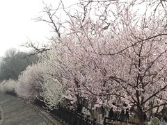 -桃花堤公园