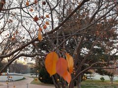 -北京国家会计学院