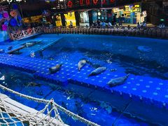 -海合安青岛极地海洋公园