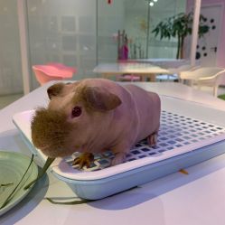-Moni星球萌宠·小马宝莉·灵蛇·高端高阶全萌宠互动体验俱乐部(红豆国际广场店)
