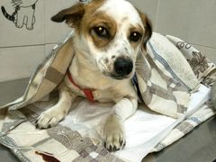 -康旭宠物医院(郑州总院)