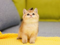 -Bastet sally猫舍购宠(静安店)