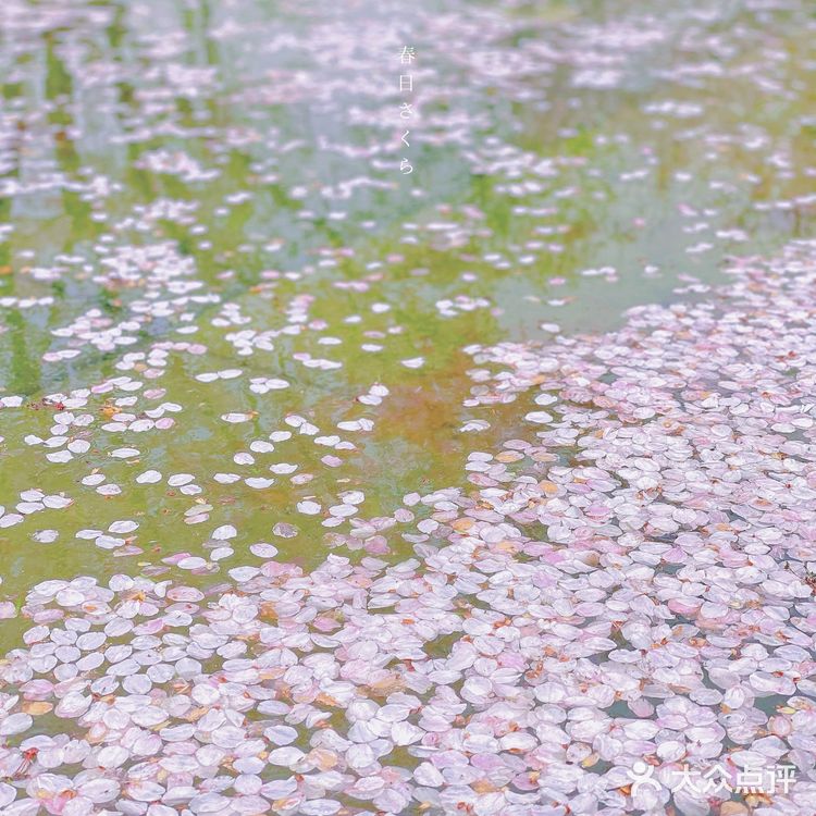 攻略 | 静安区0元不排队赏樱🌸保姆级指南建议收藏