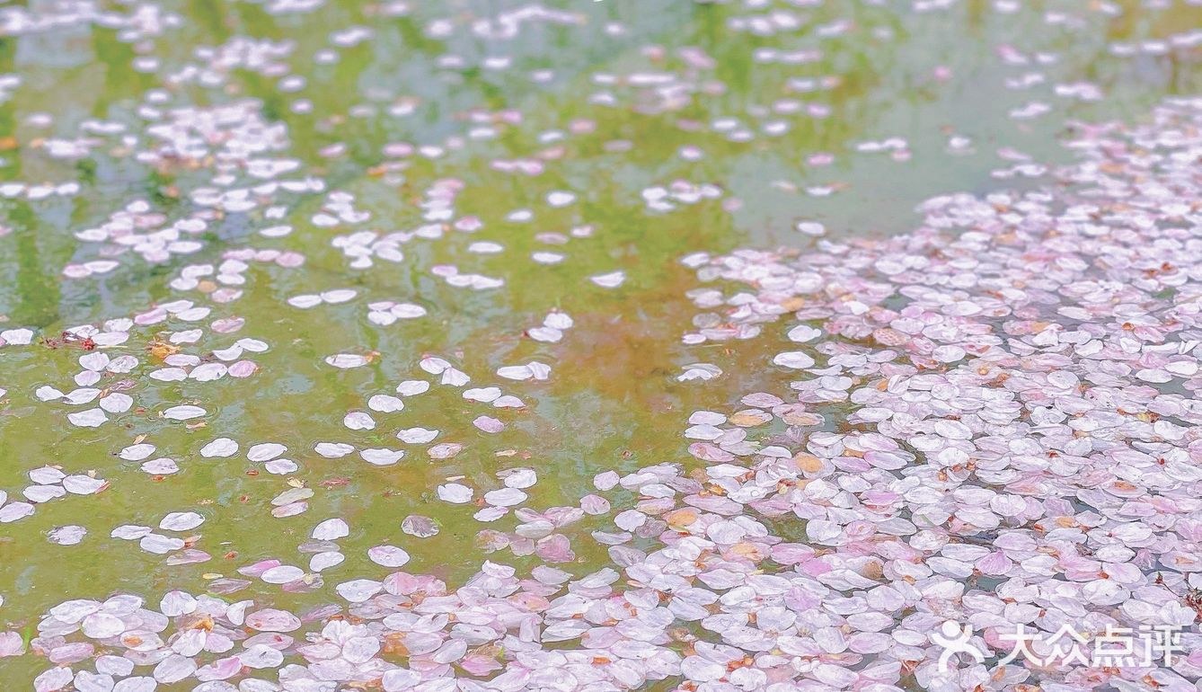 攻略 | 静安区0元不排队赏樱🌸保姆级指南建议收藏