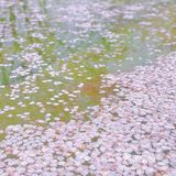 攻略 | 静安区0元不排队赏樱🌸保姆级指南建议收藏