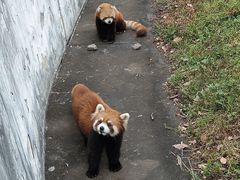 -合肥野生动物园