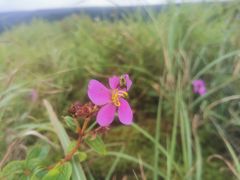 -龙里油画大草原旅游区