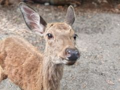 -海南热带野生动植物园