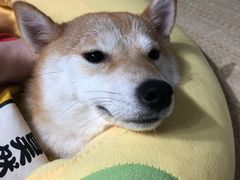 -逗柴咖啡屋·狗咖猫咖宠物桌游