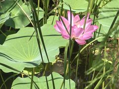 -昆山城市生态森林公园