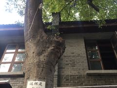 -两棵枇杷树