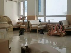 -鼓捣猫呢主题猫咖店