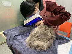 -伟伟宠物医院·瑞派猫友好医院·猫科(光谷店)