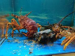 -西村日本料理(香格里拉饭店)