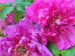 -北京市垂杨柳医院