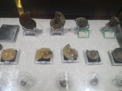 -贝壳王国博物馆