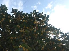 -环城公园-琥珀潭