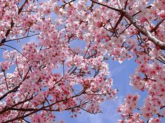 -古柏渡丰乐樱花园