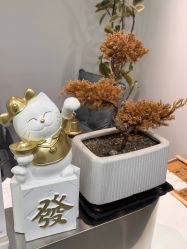 -张小野·专业半永久纹眉