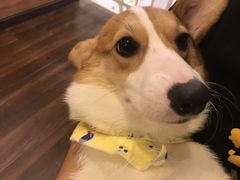 -柯斗斗主题餐厅·狗咖·围炉煮茶·茶饮(国瑞升平里店)