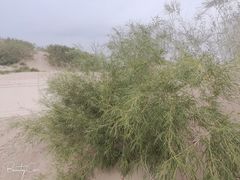 -库伦旗银沙湾旅游景区