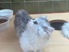 -帕帕拉兹宠物(亚洲旗舰店)